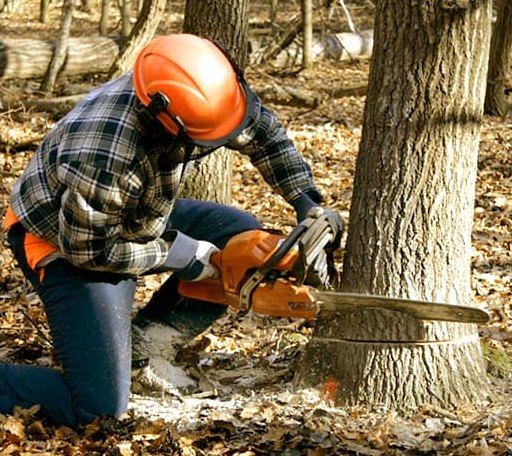 Tree Removal in Ashland, LA
